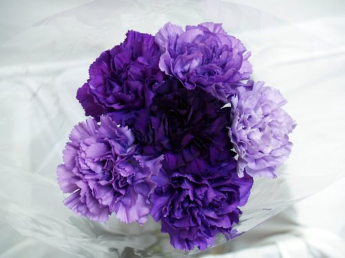 Premium Fresh-Cut Purple Hybrid Bulk