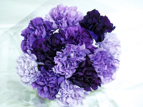 Premium Fresh-Cut Purple Hybrid Bulk