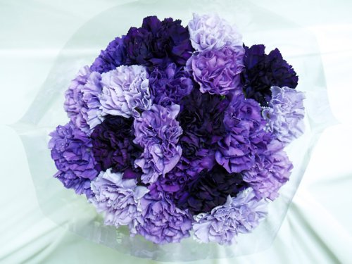 Premium Fresh-Cut Purple Hybrid Bulk
