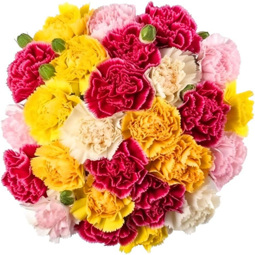 200 Fresh Long-Stem Assorted Carnations